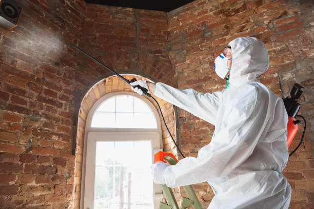 Best Mold Odor Removal Services in Caldwell, ID